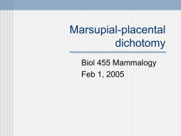 Marsupial-placental dichotomy