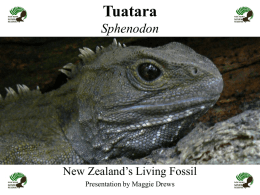 Tuatara Sphenodon - Nga Manu Nature Reserve