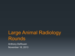 Large Animal Radiology Rounds