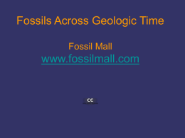 of fossils over geologic time - Fossil Mall
