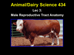 Bull Reproductive Tract