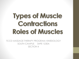 Types of Muscle Contractions Roles of Muscles