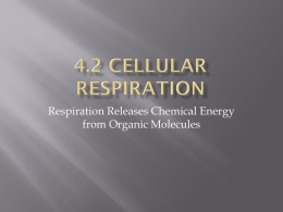 4.2 Cellular Respiration - Dr Rob's A