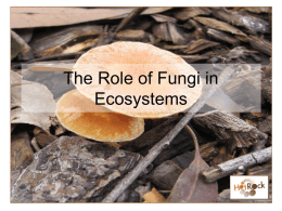 The Role of Fungi in Ecosystems