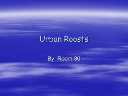 Urban Roosts - MrCooper30.com