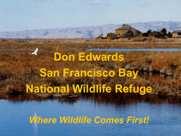 Don Edward San Francisco Bay NWR