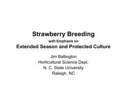Strawberry Breeding with Emphasis on Extended Season and
