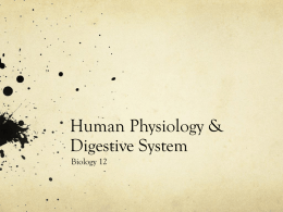 Human Physiology & Digestive System