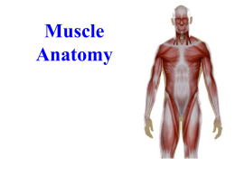 Chapter 11 Muscle Anatomy - apcscience.com