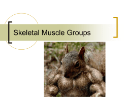 Skeletal Muscle Groups - Woodstown