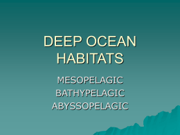 DEEP OCEAN HABITATS - COSEE: Central Gulf of Mexico