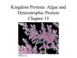 Photosynthetic Prokaryotes Chapter 14