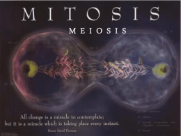 Mitosis and Meiosis - Curwensville Area School District