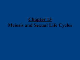 PowerPoint Presentation - Chapter 13 Meiosis and Sexual