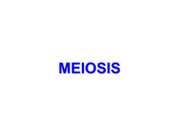 MEIOSIS - Herndon's Science Class