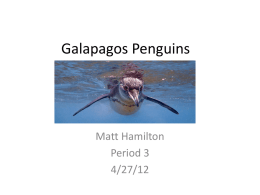 Galapagos Penguins