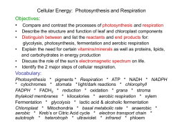 Cellular Energy: Photosynthesis and Respiration