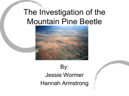 The Investigation of the Mountain Pine Beetle