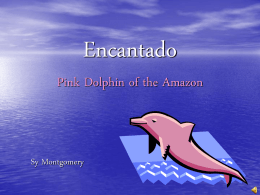 Encantado Pink Dolphin of the Amazon