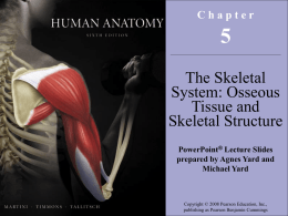 7 - Human Anatomy