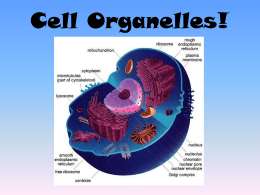 Cell Organelles - Two Rivers High School