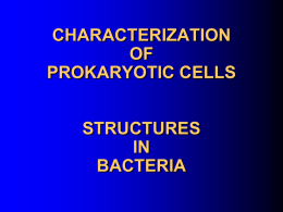 CHARACTERIZATION OF PROCARYOTIC CELLS INNER …