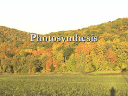 Photosynthesis - Bow High School