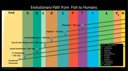 Evolutionary Path from Fish to Humans