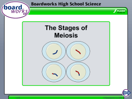 The Stages of Meiosis