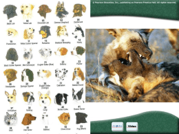 Prentice Hall Biology - Mid