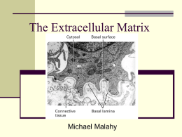 The Extracellular Matrix - University of Central Oklahoma