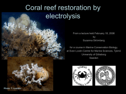 Bild 1 - Global Coral Reef Alliance