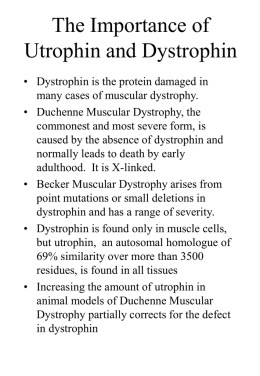 Dystrophin and utrophin Protein