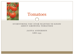 Tomatoes - Pinnacle Farms