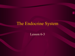 The Endocrine System - Freeman Public Schools