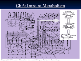 Chapter 6: Intro to Metabolism