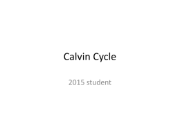 Calvin Cycle - Sacred Heart Academy