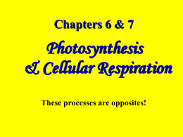 Chapter 6 Photosynthesis
