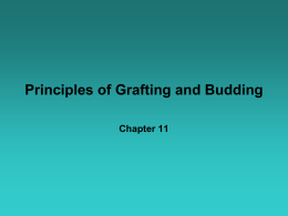 Grafting & Budding Terms