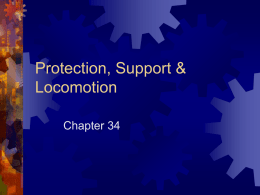 Protection, Support & Locomotion