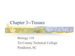 Chapter 3--Tissues - Tri-County Technical College