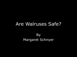 Are Walruses Safe? - Torrington Public Schools
