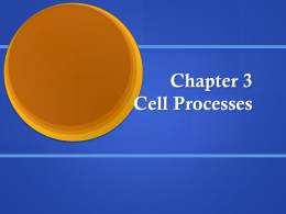 Chapter 3 Cell Processes