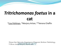 Tritrichomonas foetus in a cat