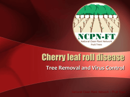 Cherry leaf roll disease - Washington State University