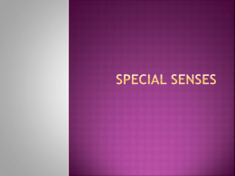 Special senses - Dickinson ISD