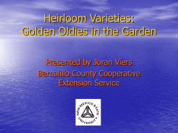 Heritage Varieties: Golden Oldies in the Garden