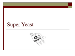 Super Yeast - LBHS Biology | The study of life