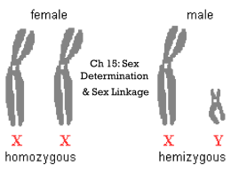 Ch 15: Sex Determination & Sex Linkage
