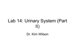 Lab 14: Urinary System (Part II)